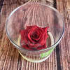 Extremely fragrant live red rose. Hydrated to last 4 months. An exquisite