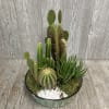 Ceramic container filler with assorted cactus.