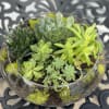 Classy designed succulents accented with varieties of moss and river rocks