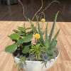 A variety of plants potted together with fun add ins for a