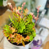 The perfect desk or table accessory, this succulent box features four 4