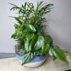 A harmonious blend of lush greenery and plants, these Dish Garden&#039;s bring