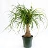 Ponytail palms prefer to have as much light as possible, so place
