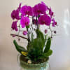 Beautifully assembled &quot;Enchanted Orchid Garden&quot;. A floral masterpiece that speaks the language
