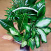 As green as an emerald and as bountiful as a garden! This