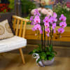 An extravagant single flower kind arrangement features 14 stems of vibrant purple