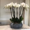A magnificent single flower kind arrangement features white Orchids in a ceramic