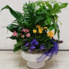 MIXED EUROPEAN BLOOMING PLANT DISH GARDEN PLANTER IN A CERAMIC CONTAINER BY