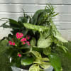Bring a breath of fresh air into any space with our Tropical
