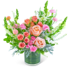 Capture the essence of romance with Rosy Coral Sundance, an enchanting flower