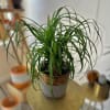 This unique and fabulous ponytail palm is a great addition to your