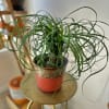 This unique and fabulous ponytail palm is a great addition to your