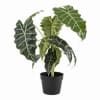 African mask plants are stunning houseplants. They often feature dark, shield-shaped foliage