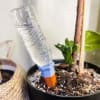 1 unit 
Introducing our multicolor watering spikes, a practical and visually appealing