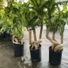 A Mass Cane Twist likely refers to a variation of the Dracaena