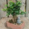 Bonsai for your home, 
Ancient beauty, now for sale, 
Invite calm indoors.

Bonsai