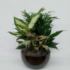 This beautiful assortment of foliage plants is a great gift for all