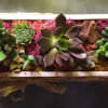 Succulents make wonderful houseplants. 7 assorted succulents nestled in a lined whitewashed