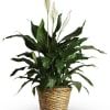8&quot; (SIZE OF POT) PEACE LILY PLANT IN A BASKET
