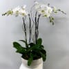 Experience the exquisite elegance of our arrangement featuring four stunning orchid plants