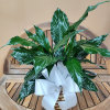 Green Plant Peace Lily in Wicker Basket With Bow