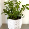 Oversized planter with snake plant 

they prefer indirect, bright light and need