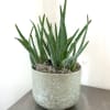 Aloe plants thrive with bright, indirect sunlight and well-draining soil. They require