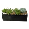 Assorted succulent plants arranged with river cane and river rocks in a