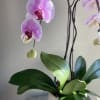 Introducing our stunning potted orchid plant with gorgeous pink florals! Elevate any