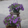 Mixed and solid annual hanging baskets. Standard size is in an 12