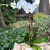 Simple yet elegant, this orchid is perfect for any occasion, planted in