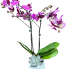 A stunning double-stem purple orchid in a sleek white tulip-shaped vase, radiating