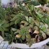 A succulent garden inspired by the beautiful flora of California. A simple