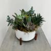 Short succulent garden in a white modern mini mod container.
 Approximately 7&quot;
