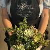 ***The size of succulents and look vary on inventory. ****
Picture shows 3