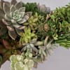 ***The size of succulents and look vary on inventory. ****
Picture shows 3