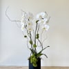 Beautiful double potted orchid, decorated with moss and curly willow. 
