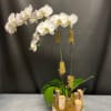 A beautiful white double stems orchid in a beautiful modern white ceramic