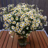 A sweet, whimsical, and local jar arrangement of chamomile flowers - perfect