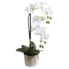 The White Phalaenopsis Orchid blooms with exquisite white flowers to create a
