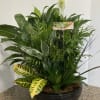 A variety of live plants in a ceramic container. Plants and base