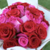 12 hot pink roses , 12 light pink roses 