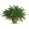 When you give someone a lovely, lacy Boston fern, you are giving