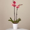 Add elegance and beauty with this stunning pink orchid presented in a