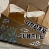 Embrace the urban jungle lifestyle with our popular choice among millennials and