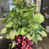 A green plant (plant available) in a 6&rdquo; pot with a decorative