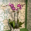 An elegant ceramic container filled with two stunning phalaenopsis orchid plants, enhanced