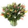 50 assorted color Tulips arranged Round in a glass vase
