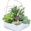 Popular and easy care succulents in a ceramic container make a stunning