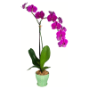 Bring a touch of the Waianae coast into your home or office